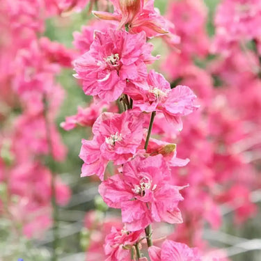 Semi di delfinio-Scarlet Streak