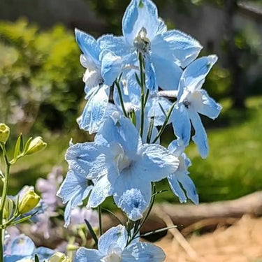 Delphinium Seeds-Star of India