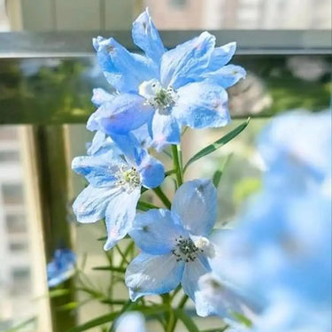 Delphinium Seeds-Star of India