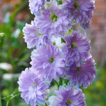 Delphinium Seeds-Sweet Sensation