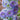 Ritterspornsamen – Sweet Sensation