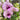 Dendrobium Phalaenopsis Seeds Pink