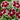 Diana Crimson Bicolor Dianthus Seeds