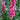 Double Hollyhock Seeds – Fuchsia Glow