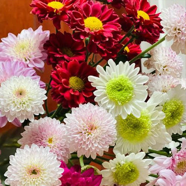 Double Click Mix Cosmos Flower Seeds