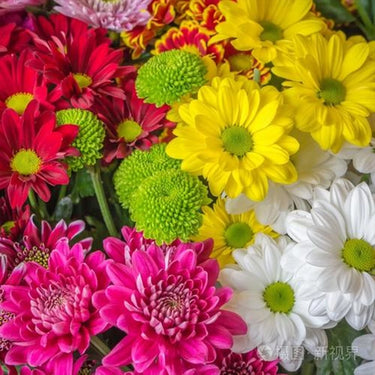 Double Click Mix Cosmos Flower Seeds