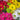 Double Click Mix Cosmos Flower Seeds