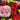 Double Click Mix Cosmos Flower Seeds