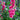 Double Hollyhock Seeds – Fuchsia Glow