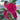 Double Hollyhock Seeds – Fuchsia Glow