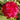 Double Hollyhock Seeds – Fuchsia Glow