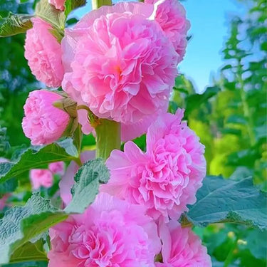 Double Hollyhock Seeds – Lavender Mist