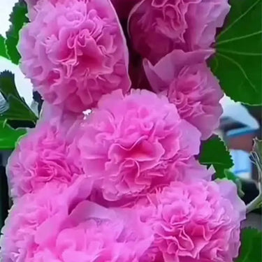 Double Hollyhock Seeds – Lavender Mist