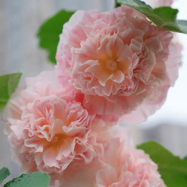 Double Hollyhock Seeds – Pink Temptation