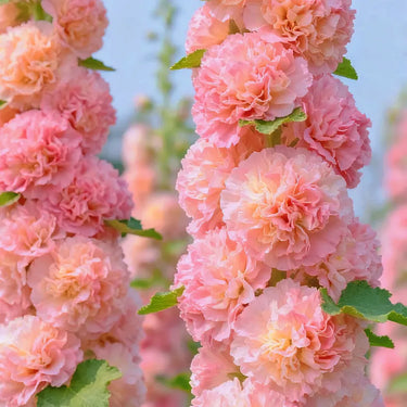 Double Hollyhock Seeds – Pink Temptation