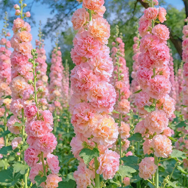 Double Hollyhock Seeds – Pink Temptation