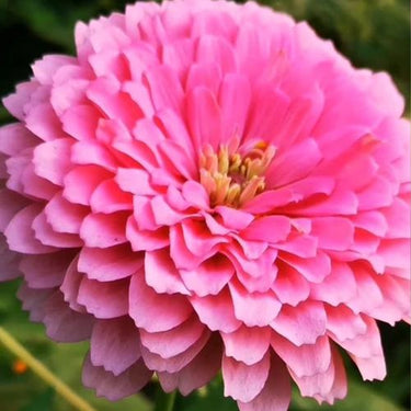 Double Zahara Raspberry Ripple Zinnia Seeds