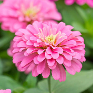 Double Zahara Raspberry Ripple Zinnia Seeds