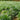 Dwarf Mondo Grass Seeds