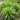 Dwarf Mondo Grass Seeds
