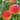 Dwarf Peach Fruit Tree – Indoor or Outdoor