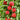 Dwarf Peach Fruit Tree – Indoor or Outdoor
