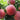 Dwarf Peach Fruit Tree – Indoor or Outdoor
