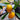 Lucuma