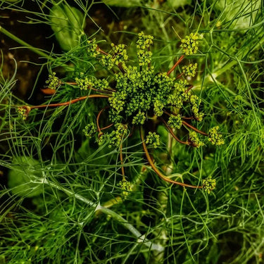 Ella Dill Seed
