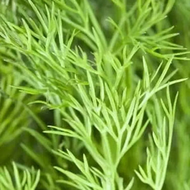 Ella Dill Seed