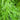Ella Dill Seed