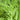 Ella Dill Seed