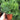 Ella Dill Seed