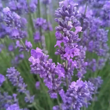 English Lavender
