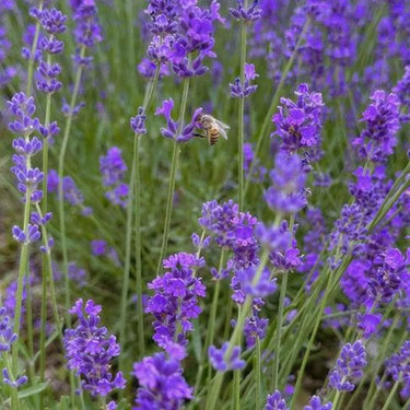 English Lavender
