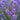 English Lavender