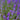English Lavender