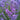 Englischer Lavendel