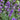 English Lavender