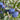 Blue-purple European plums growing on a leafy branch