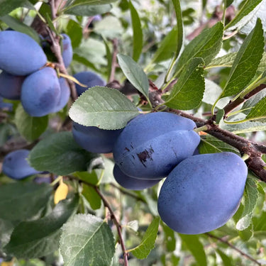 Blue-purple European plums growing on a leafy branch