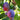 Purple-red European plums hanging among green leaves
