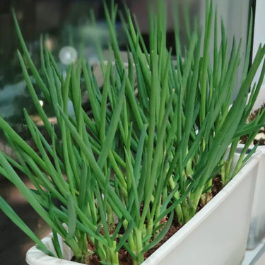 Evergreen Long White Bunching Onion Seeds