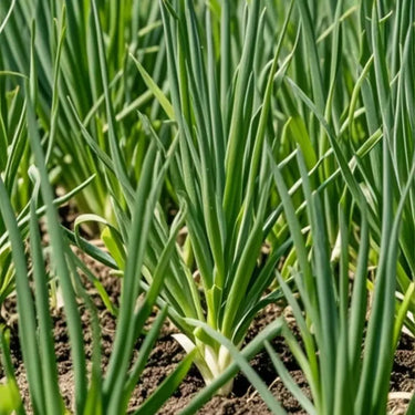 Evergreen Long White Bunching Onion Seeds