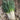 Evergreen Long White Bunching Onion Seeds