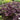 False Shamrock clump with purple leaves and pale flowers