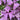Close-up of purple triangular False Shamrock leaves