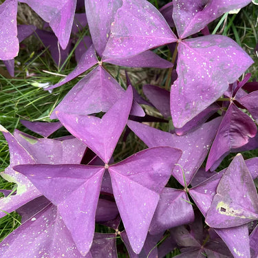 Close-up of purple triangular False Shamrock leaves