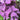 Purple False Shamrock foliage with triangular leaflets
