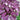False Shamrock with pale flowers above purple foliage